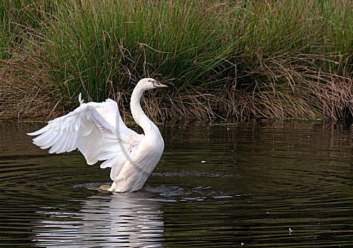 Junger Höckerschwan