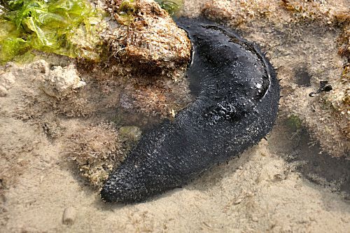 Seegurke schwarz