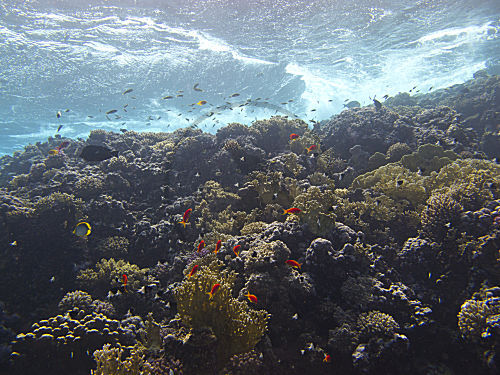 Tropisches Korallenriff, Rotes Meer