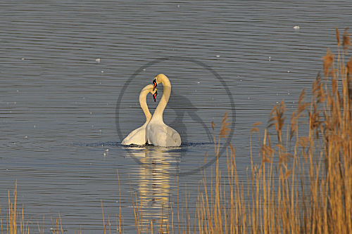 Höckerschwan