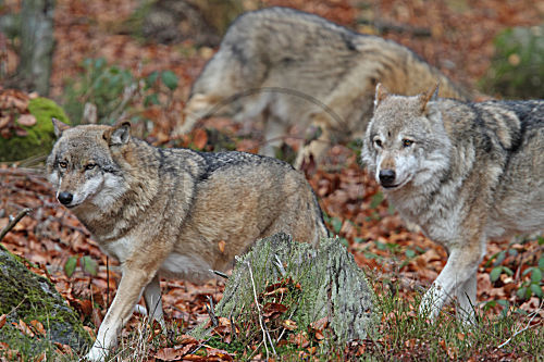 Wolf