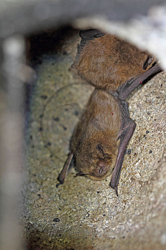 Mückenfledermaus