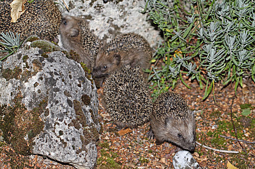 Igel