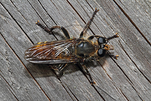 Gemeine Mordfliege