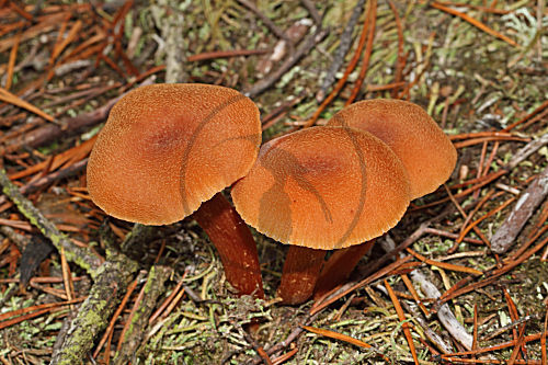Fleischroter Lacktrichterling