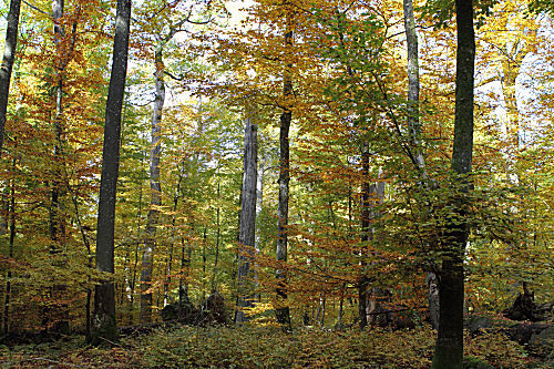 Herbstlicher Buchenwald