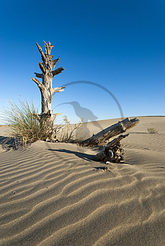 Toter Baum im Sand