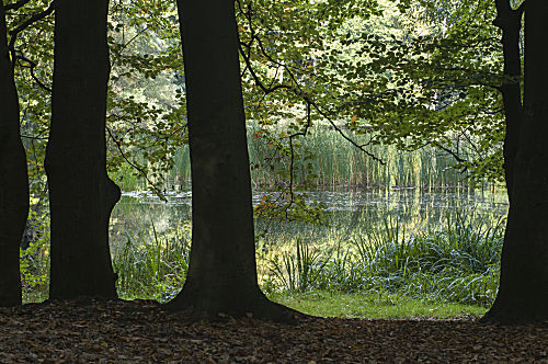 Waldsee