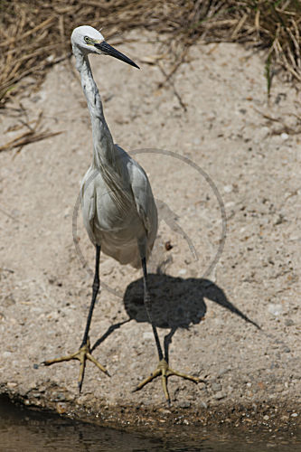 Seidenreiher
