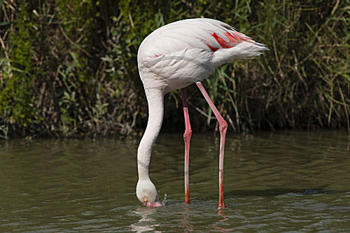 Rosaflamingo