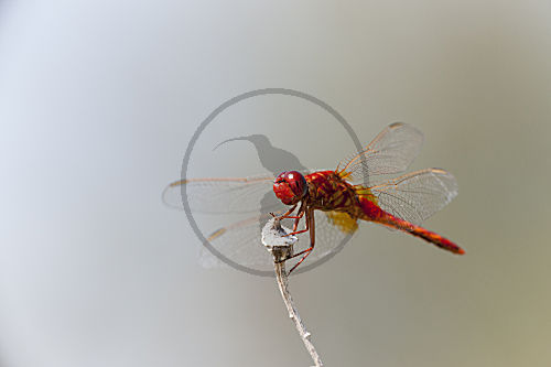 Feuerlibelle