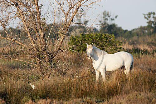 Camargue-Pferd