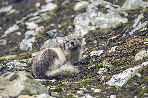 Eisfuchs, Polarfuchs