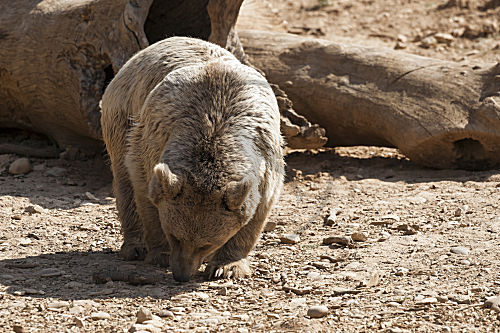 Iberischer Braunbär