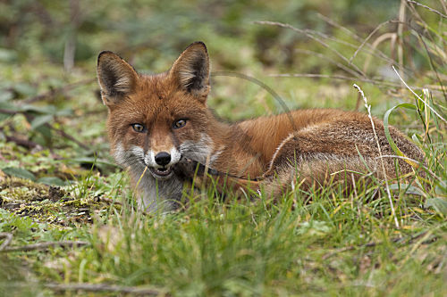 Rotfuchs