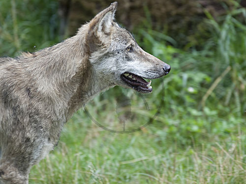 Europäischer Wolf