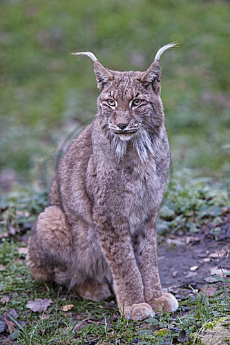 Europäischer Luchs