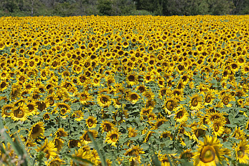 Sonnenblumenfeld
