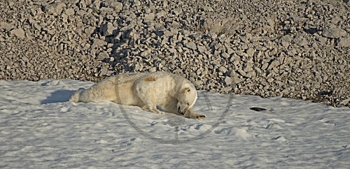 Eisbär