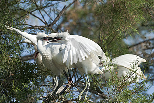 Seidenreiher mit Junvögeln im Nest