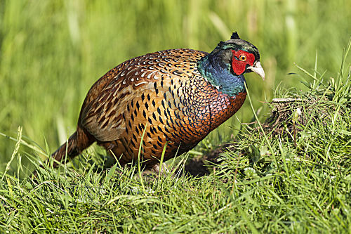 Jagdfasan