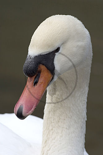 Höckerschwan, Portrait