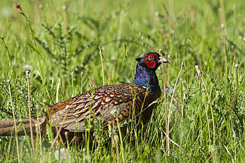 Jagdfasan