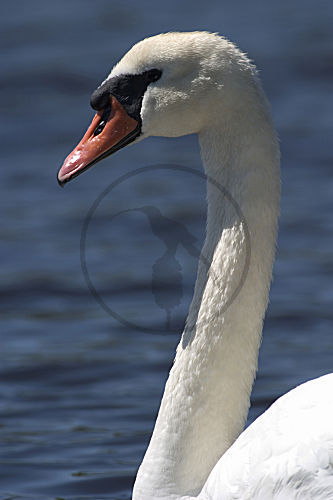 Höckerschwan, Portrait
