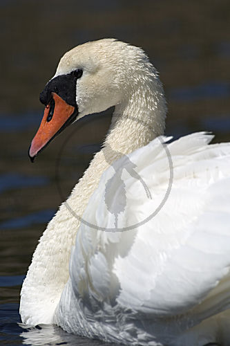 Höckerschwan, Portrait