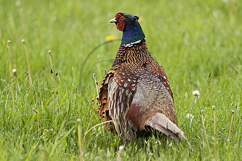 Jagdfasan