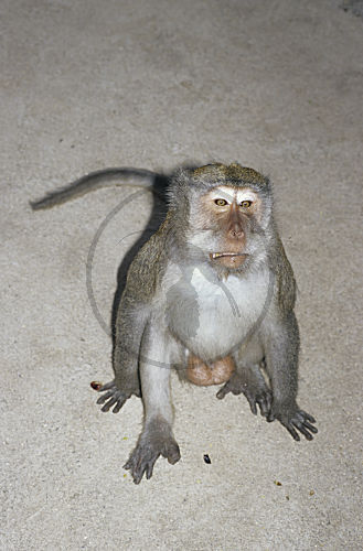 Javaneraffe