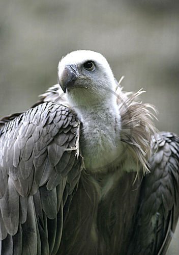 Gänsegeier