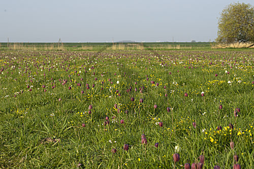 Schachbrettblume