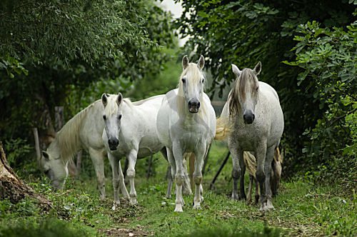 Camargue-Pferd