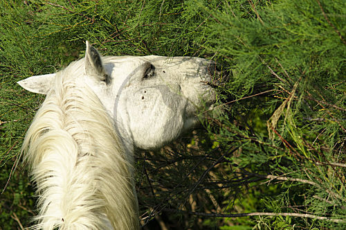 Camargue-Pferd