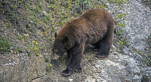 Amerikanischer Schwarzbär