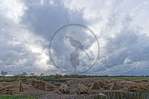 Reeternte in der Camargue