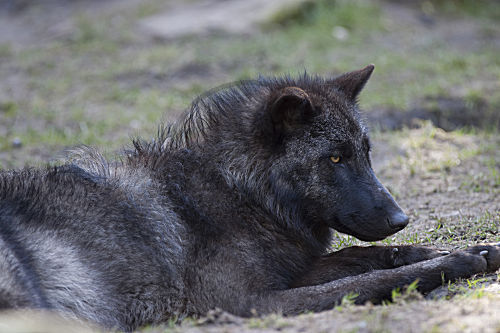 Timber-Wolf