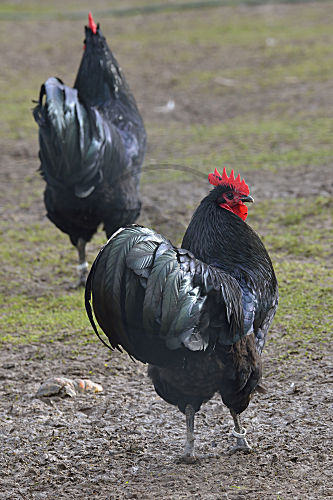 Australorp