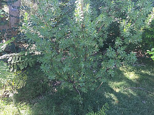 Suriana maritima