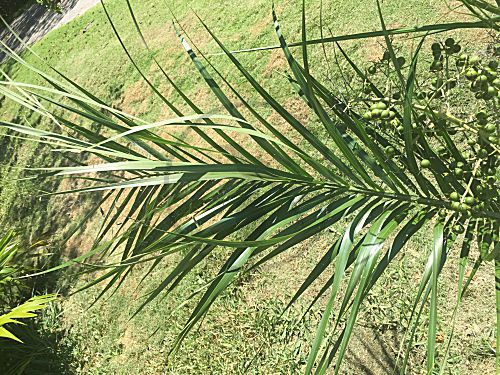 Seeräuber-Palme