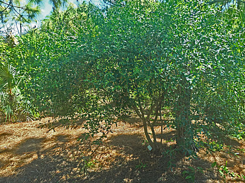 Forestiera segregata