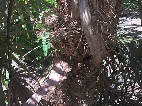 Florida Silberpalme