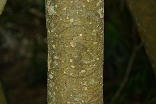 Meertraubenbaum