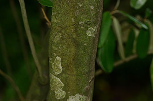 Capparis cynophyllophora