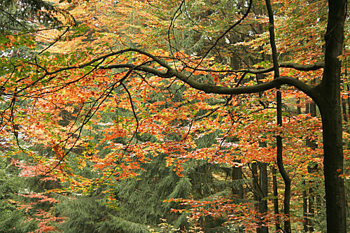 Buchenwald im Herbst