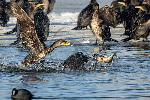 Kormoran mit erbeutetem Flußbarsch