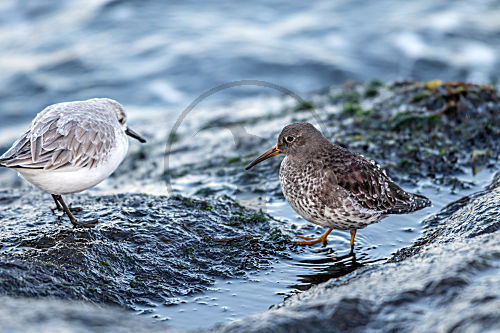 Meerstrandläufer