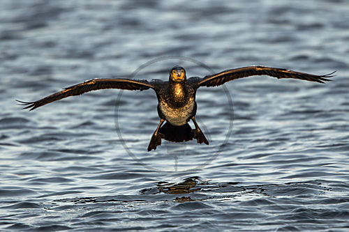 Kormoran - bei der Landung