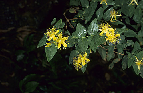 Großblättriges Johanniskraut